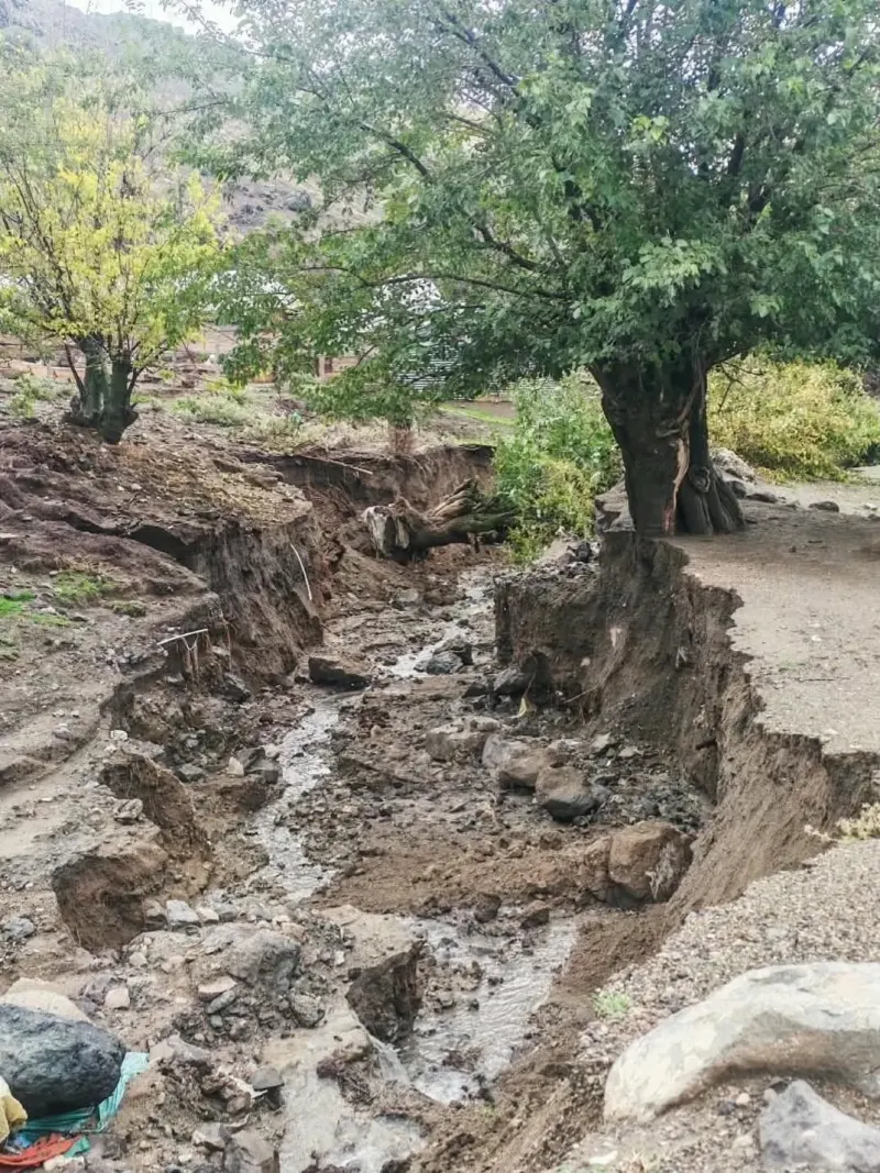 Elazığ Beydoğmuş Köyünde Şiddetli Yağış Sonrası Ağaçlar Devrildi