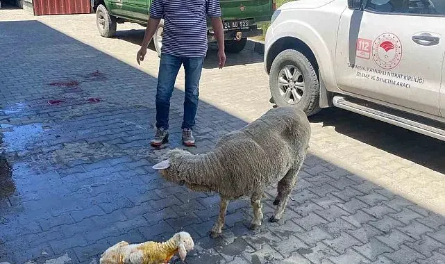 Erzincan'da zamanla yarış mutlu sonla bitti