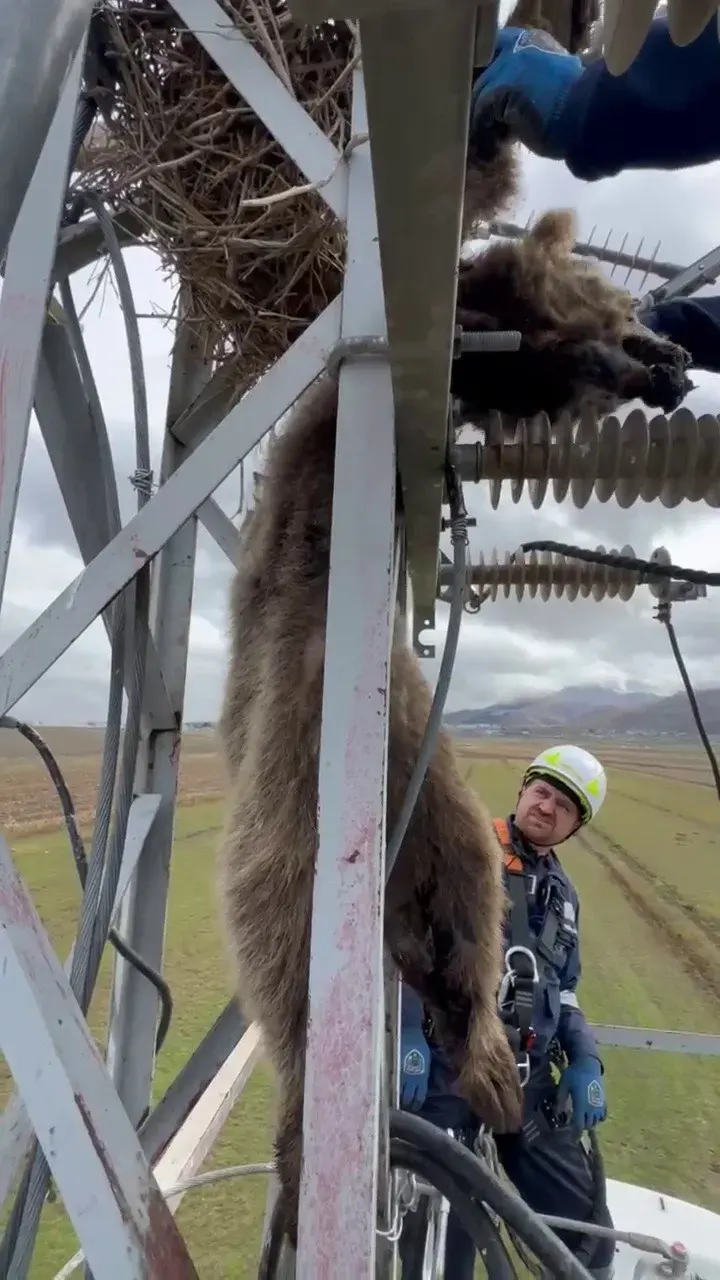 Erzurum Da Elektrik Direğine Tırmanan Yavru Bozayı Akıma Kapıldı