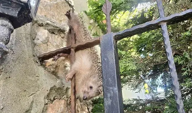Demir korkuluklara takılan kirpi, tedavi altında