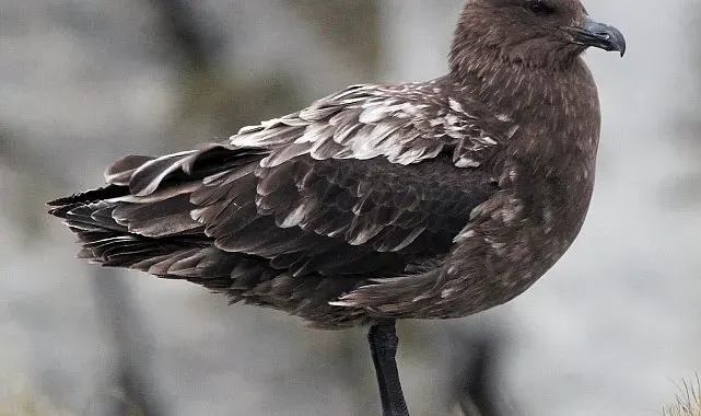 Avustralya ana karasında ilk H5N1 kuş gribi vakası şüphesi