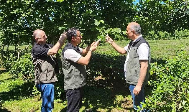 Kahverengi kokarca ile mücadelede 11 bin samuray arıcığı salındı