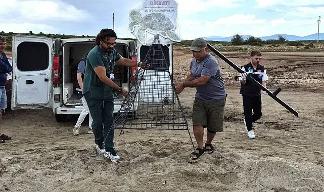Didim Belediyesi ekiplerinin dikkati carettayı çakallardan korudu