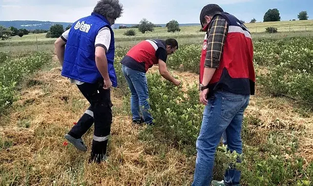 Domaniç'te aronya üretimine yönelik teknik çalışmalar sürüyor