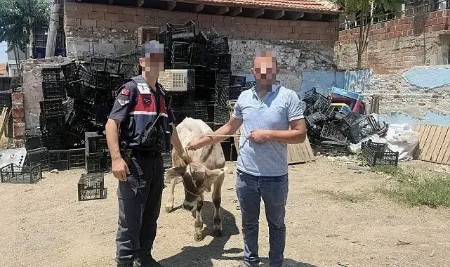 Ahırdan çalınan büyükbaş hayvan bulundu