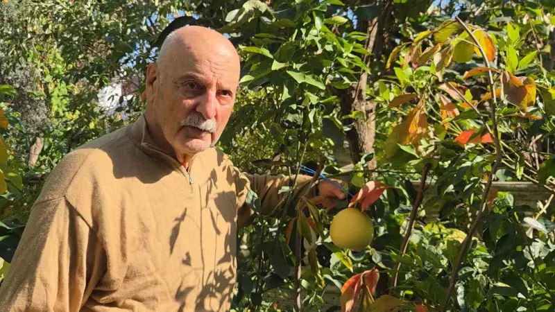 Karadeniz’de Egzotik Ürün Üretimi: Ağaç Kavununa Benzeyen Pomelo Meyve Verdi