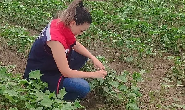 Didim'de pamuğun gelişimi takip edildi