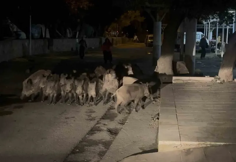 Bodrum Merkezinde Görülen Yaban Domuzu Sürüsü Mahalleyi Korkuttu