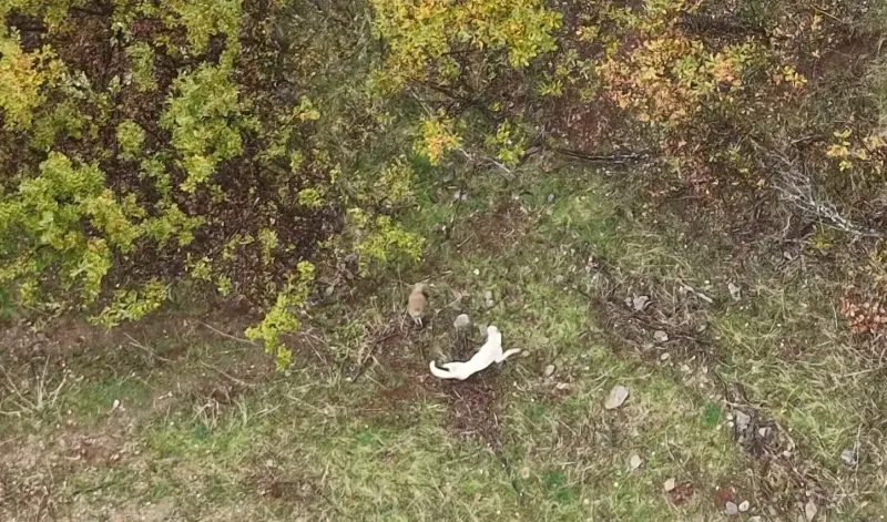 Muş Kırsalında Çoban Köpeği İle Porsuğun Kıyasıya Mücadelesi Dronla Havadan Kaydedildi