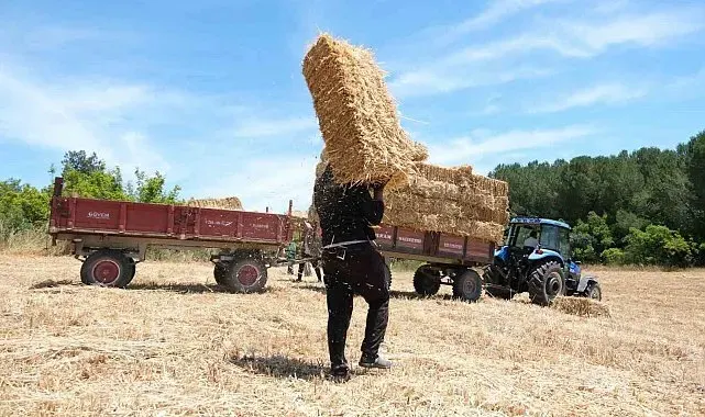 Balıkesir Üniversitesi 600 dekar alanda hasata başladı