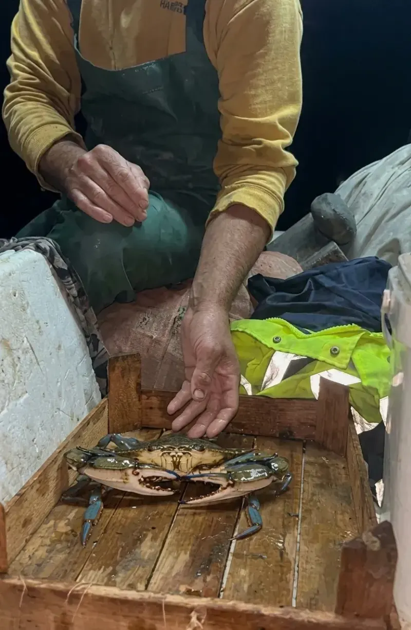 Sinop Açıklarında Ağlara Takılan Nadir Mavi Yengeç Yeniden Denize Bırakıldı