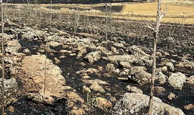 Diyarbakır'da yüzlerce dönüm ekili alan kül oldu