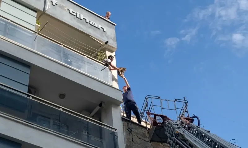Aydın Efeler'de Çatıya Sığınan Kedi İtfaiye Tarafından Kurtarıldı