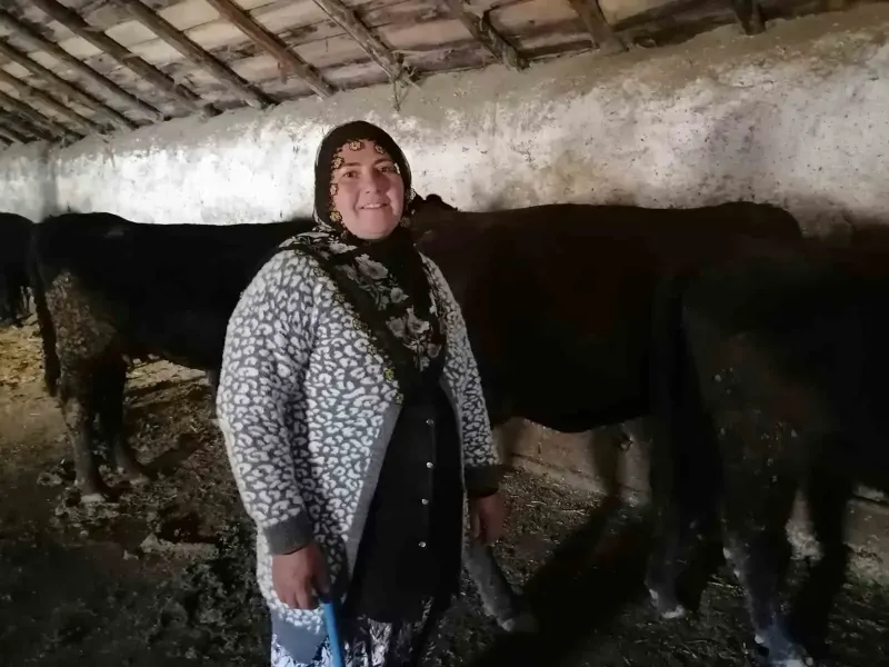 Erzurum Hınıs İlçesinde Kırsalda Bereket Projesi İle İlk Buzağılar Dünyaya Geldi