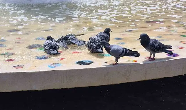 Sıcaktan bunalan güvercinler süs havuzunda serinledi