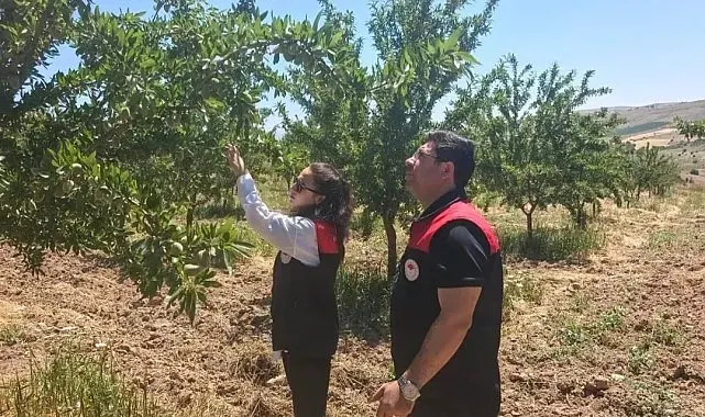 Ağın'da badem bahçelerine hastalık ve zararlı kontrolü