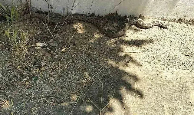 Menteşe'de zehirli engerek okul bahçesinde görüldü