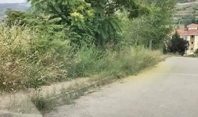 Kaldırımları otlar kaplayınca vatandaşların yılan korkusu başladı