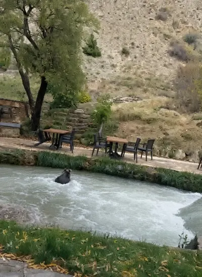 Erzincan'da Restoran Bahçesine Giren Yavru Ayı Kameraya Yansıdı