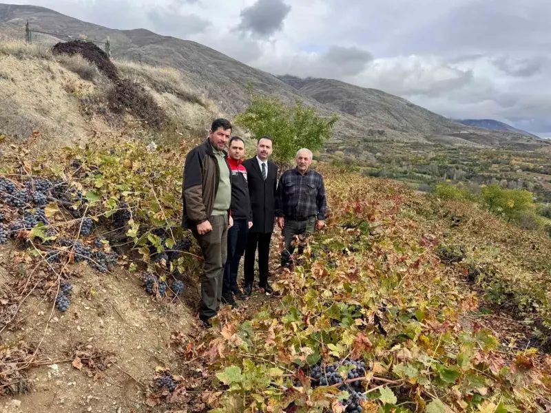 Erzincan Üzümlü Kaymakamı Hacı Osman Hökelekli Üzüm Bağlarını Ziyaret Etti