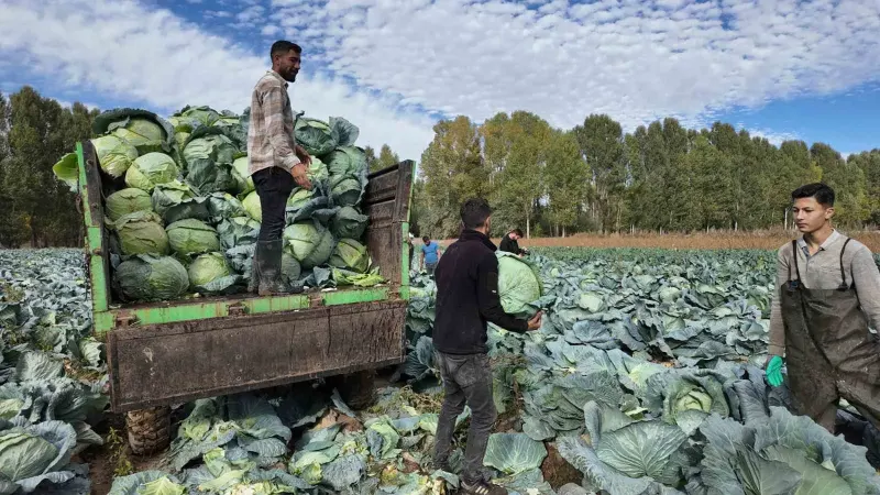 Erciş Lahanasında Hasat Heyecanı Başladı