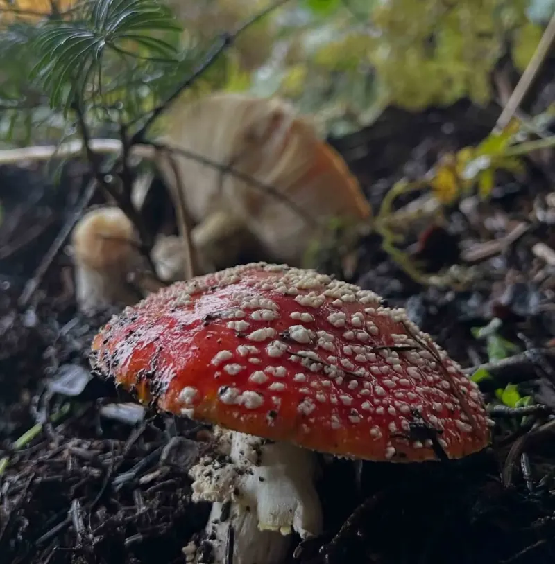 Bursa'da Mantar Zehirlenmelerine Karşı Hayati Uyarı
