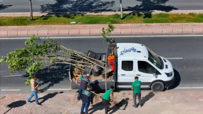 Kayseri'de Ömrünü Tamamlayan Ağaçların Yerine Yenileri Dikiliyor