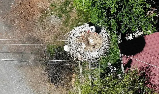 Elektrik direğindeki yuva 23 yıldır leylek ailesine ev sahipliği yapıyor