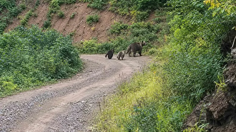 Kastamonu Ormanlarında Yavrularıyla Dolaşan Bozayı Kamerada