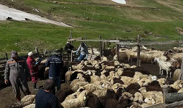 Aydıntepe'de küçükbaş hayvanlarda aşılama ve küpeleme çalışmaları sürüyor