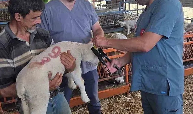 Bozdoğan'da hayvan sağlığı ekipleri sahada