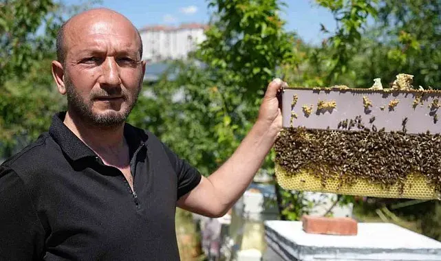 Korkmadan temas edebildiği arılarla 5 senedir birlikte yaşıyor