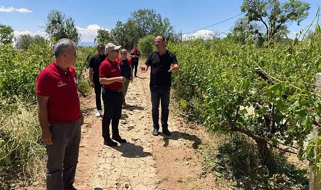 Çal'da dolu yağışı ürünlere zarar verdi