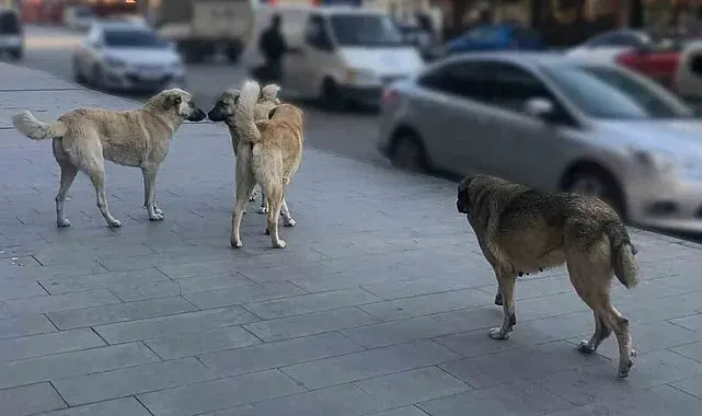 Sahipsiz köpeklerin tamamı yıl sonuna kadar barınaklara alınacak