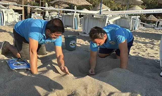 Kumsalda başlayan umut yolculuğu denizde tamamlandı: "62 caretta caretta yavrusu mavi sulara ulaştı"