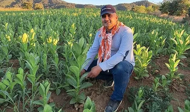 Sarıgöl'de tütün kırımı başladı