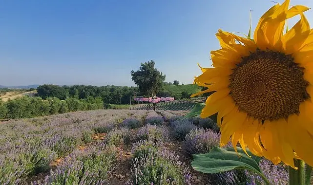 Kadirli'de lavanta festivali heyecanı