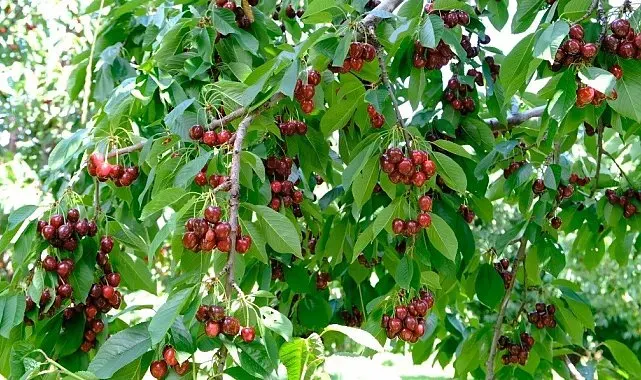 Erzincan'da yazın habercisi kiraz tezgâhlara iniyor