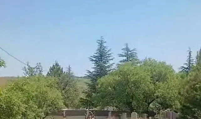 Koruma altındaki dağ keçileri Harput mezarlıklarında görüntülendi
