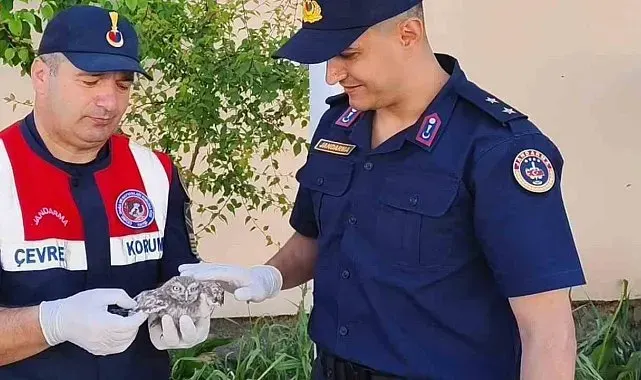 Yozgat'ta yavru baykuşa Jandarma ekipleri şefkat eli uzattı
