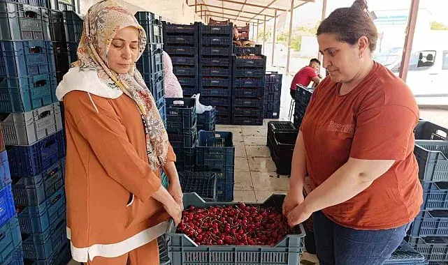 25 yıl önce dikilen kiraz fidanları Selendi'yi Avrupa'ya taşıdı
