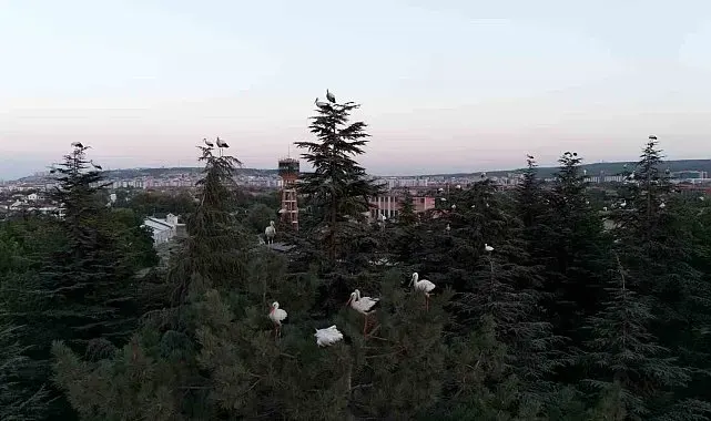 Göç yolculuğuna mola veren leylekler dron ile görüntülendi