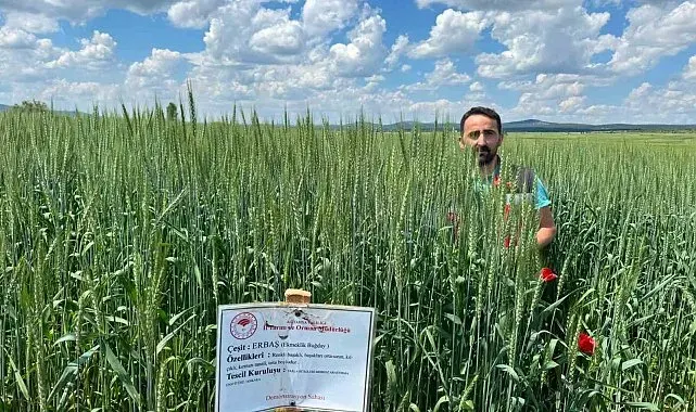 Çavdarhisar'da buğday ve arpa demonstrasyon alanlarında kontroller sürüyor