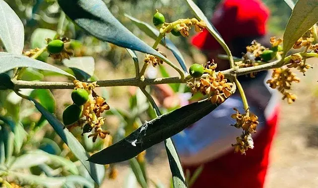 Salihli'de zeytin güvesi alarmı