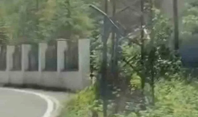 Trabzon'da ilk kez görüntülendi; Çengel boynuzlu dağ keçisi yavrusu karayoluna indi