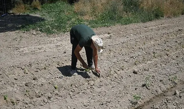 Kuşadası'nda Adabahçe yaz hasadına gün sayıyor