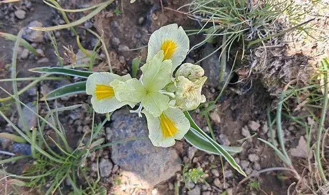 Erzurum'da koruma altındaki Peşmen Navruzu'na benzerliğiyle dikkat çeken Kafkas Navruzu görüntülendi