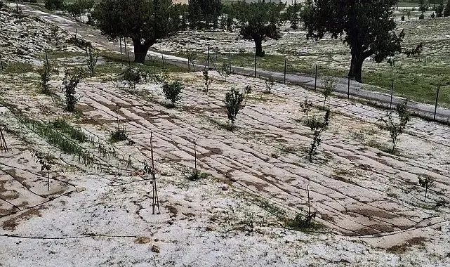 Mersin Erdemli'de dolu tarım alanlarına zarar verdi