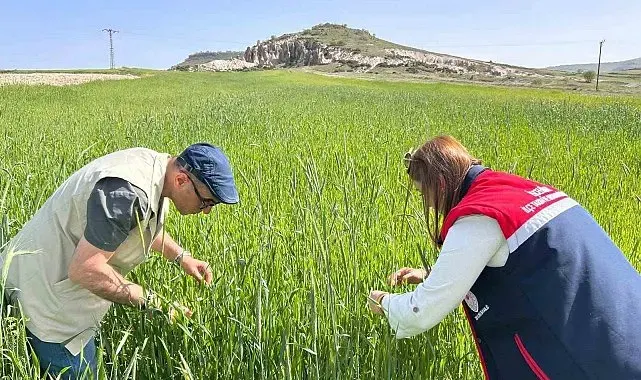 Hububat alanlarında denetimler sürüyor