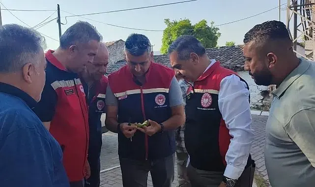 Aydın'da ilekleme sezonu yakından takip ediliyor